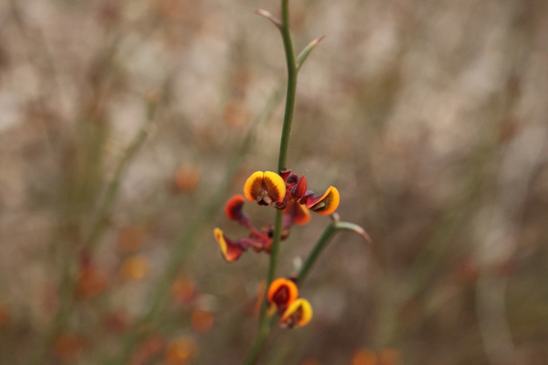 Daviesia decurrens subsp. hamata photo 2