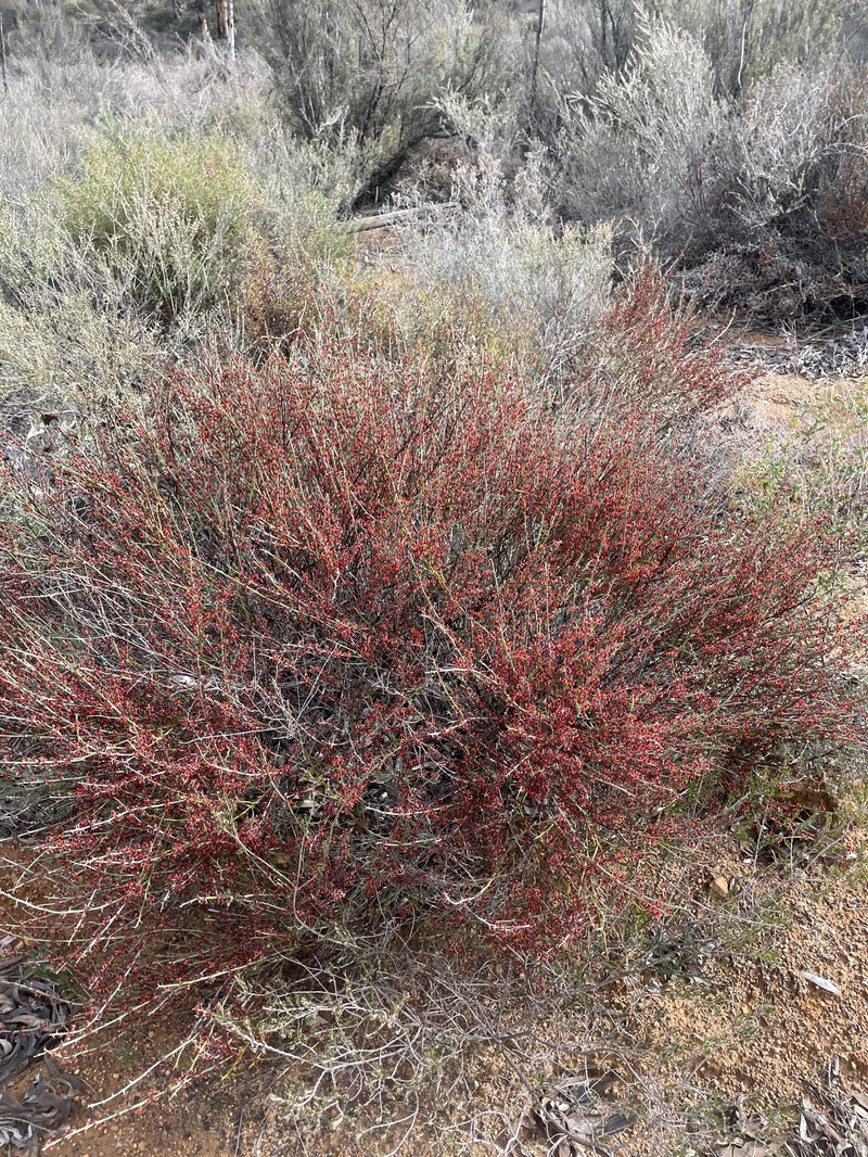 Daviesia decurrens subsp. hamata photo 3
