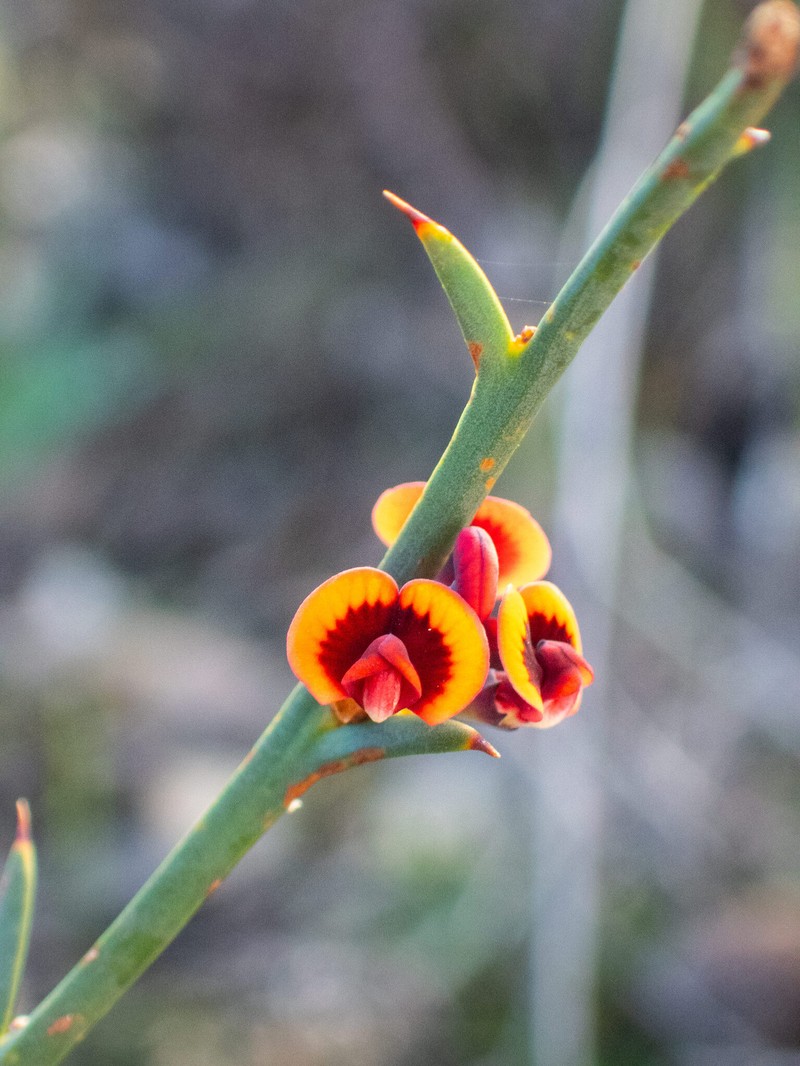 Daviesia decurrens subsp. hamata photo 4