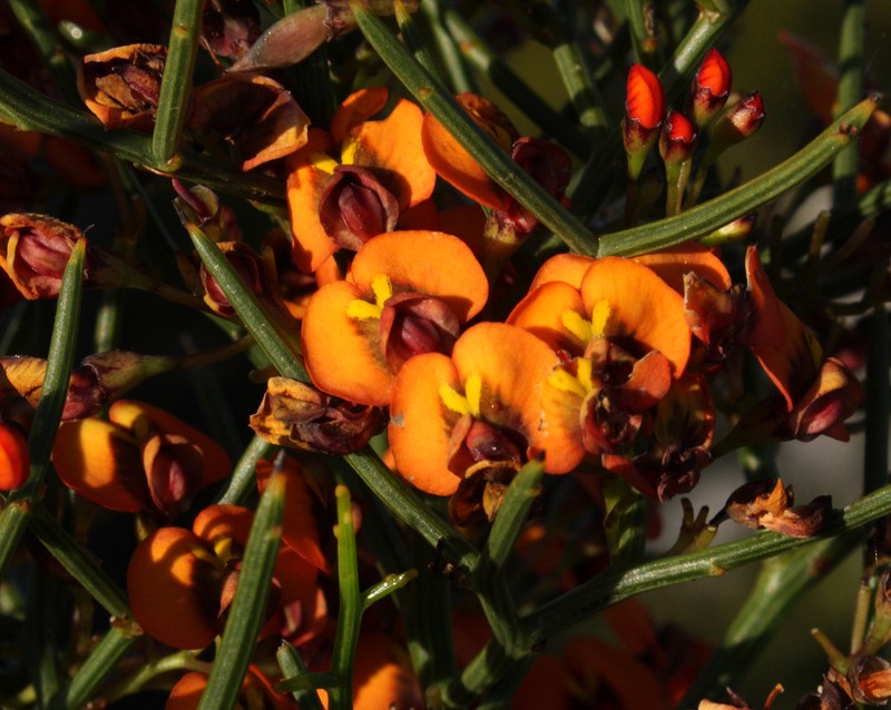 Daviesia divaricata subsp. divaricata