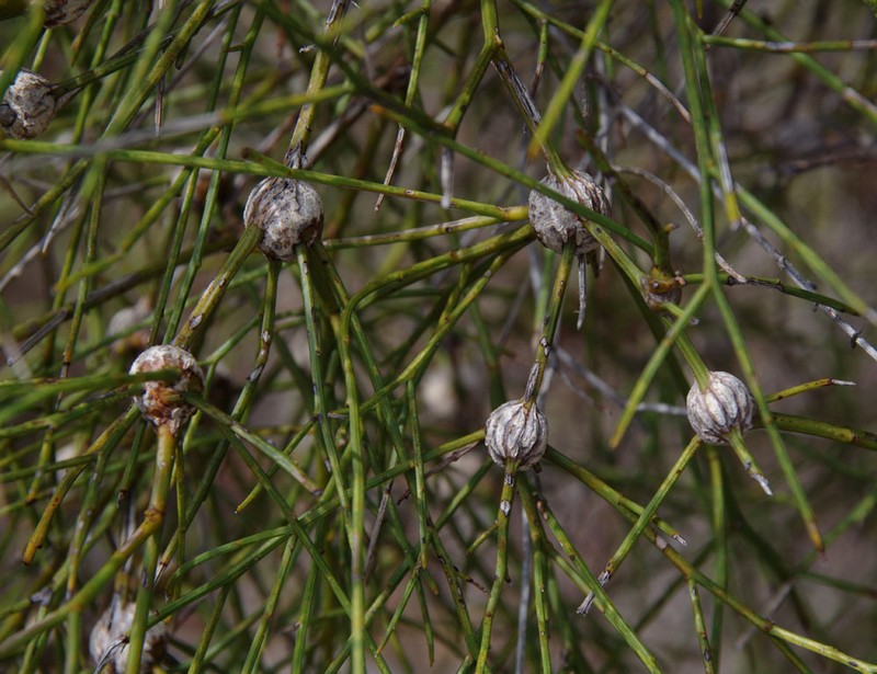 Daviesia divaricata subsp. divaricata photo 2