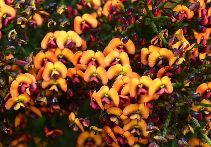 Daviesia divaricata subsp. divaricata photo 3