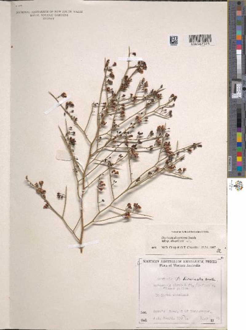 Daviesia divaricata subsp. divaricata photo 4