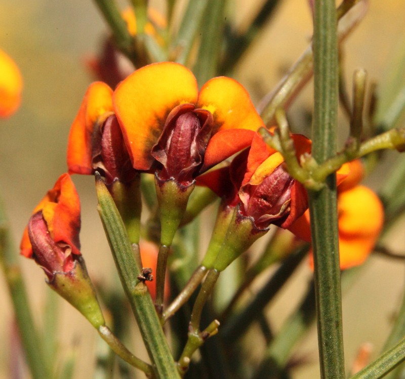 Daviesia divaricata subsp. lanulosa