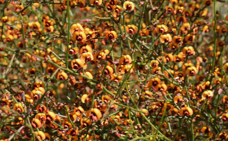 Daviesia divaricata subsp. lanulosa photo 2