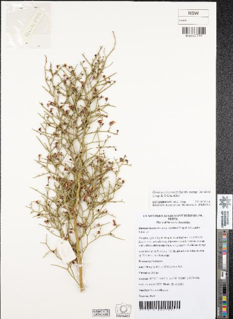 Daviesia divaricata subsp. lanulosa photo 3