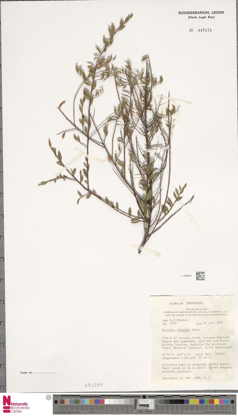 Daviesia filipes subsp. filipes