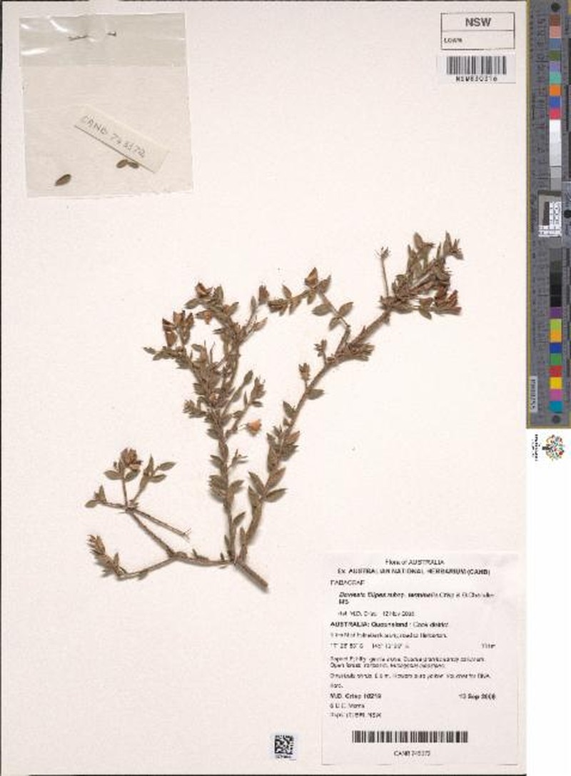 Daviesia filipes subsp. terminalis