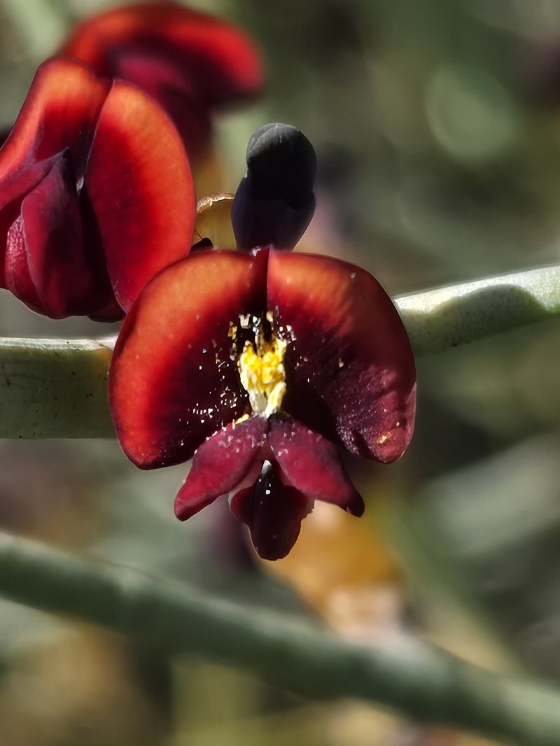 Daviesia hakeoides subsp. hakeoides