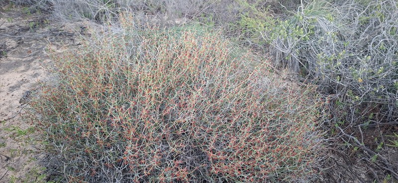 Daviesia hakeoides subsp. hakeoides photo 2