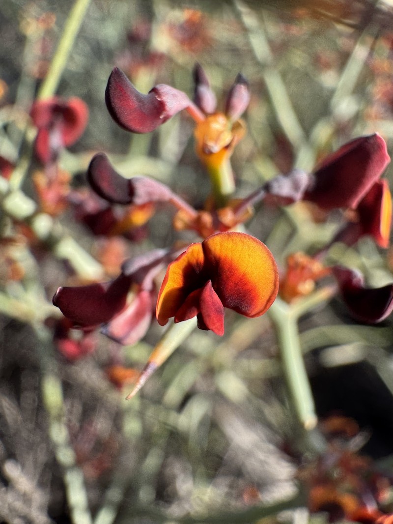 Daviesia hakeoides subsp. hakeoides photo 3