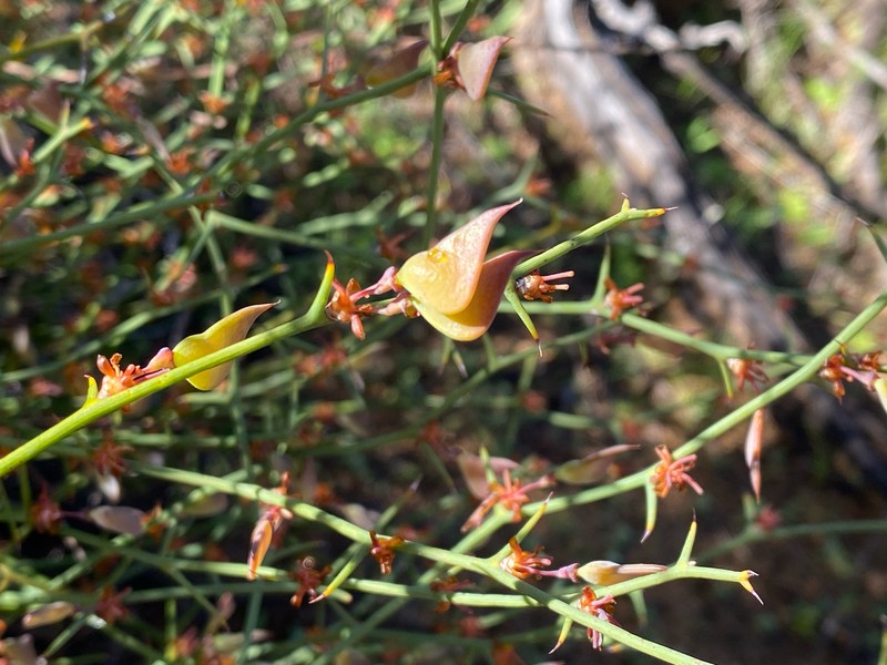 Daviesia hakeoides subsp. hakeoides photo 4