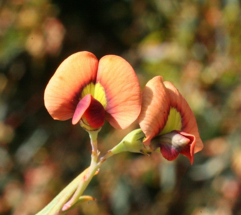 Daviesia implexa photo 2