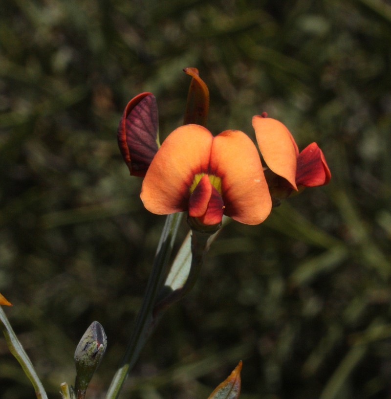 Daviesia implexa photo 4