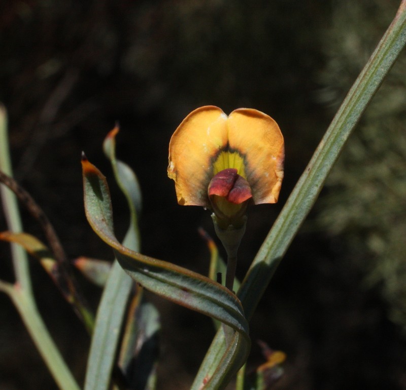Daviesia implexa photo 5