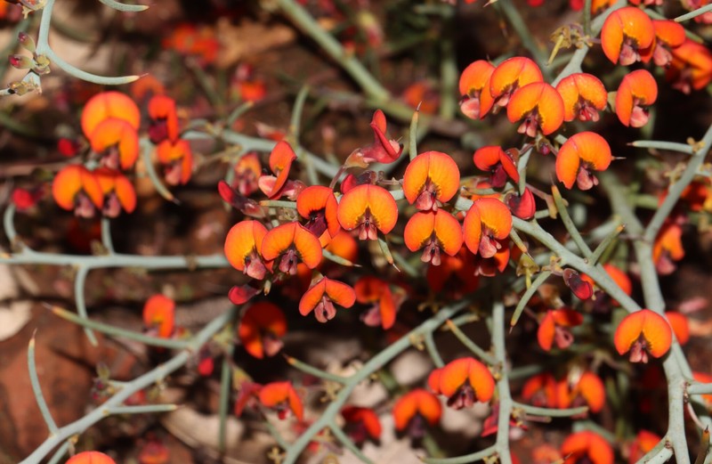 Daviesia incrassata subsp. incrassata