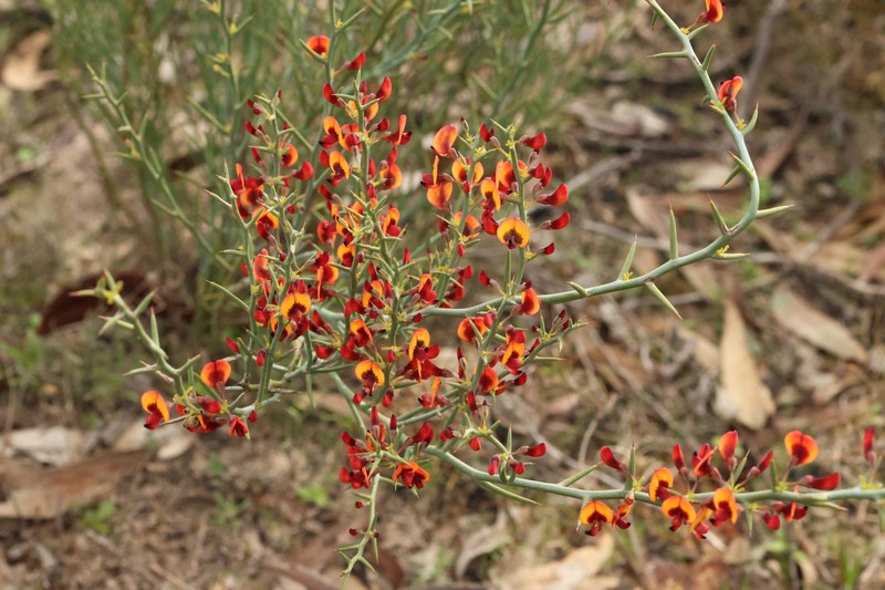 Daviesia incrassata subsp. incrassata photo 2