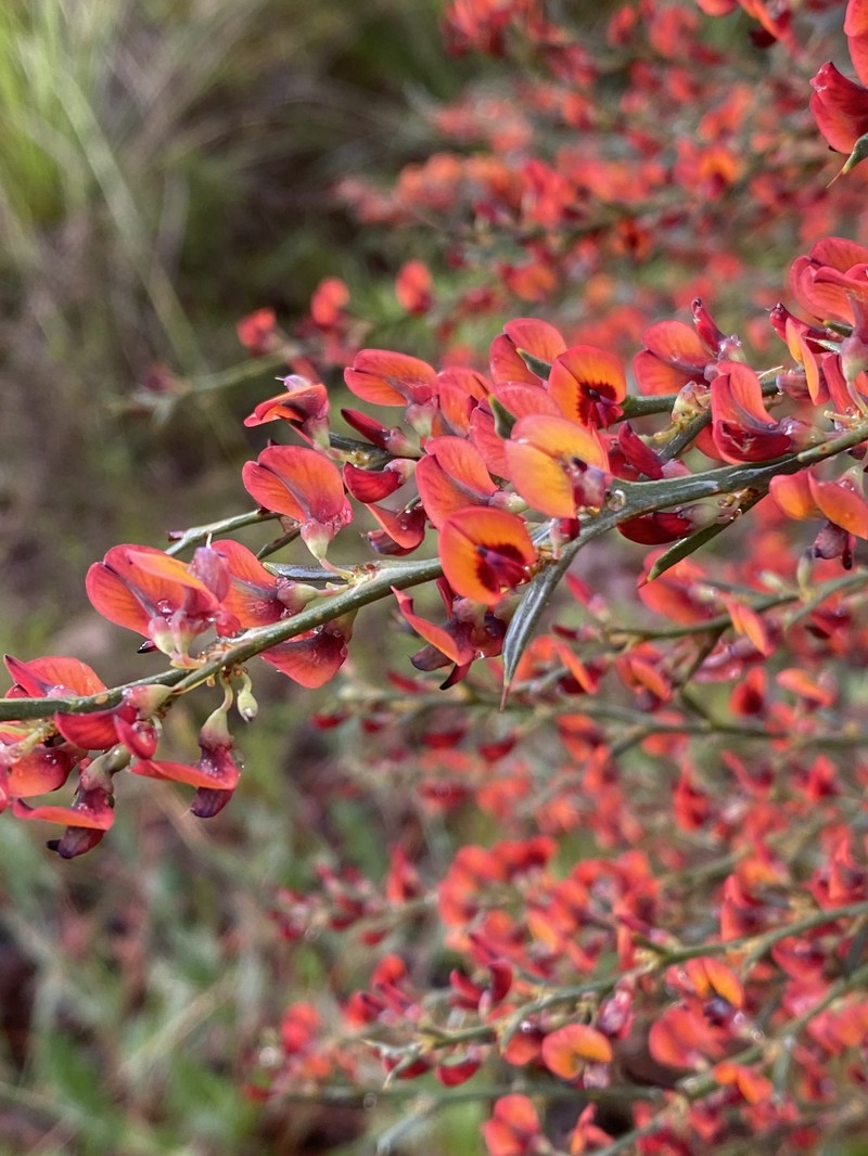 Daviesia incrassata subsp. incrassata photo 3