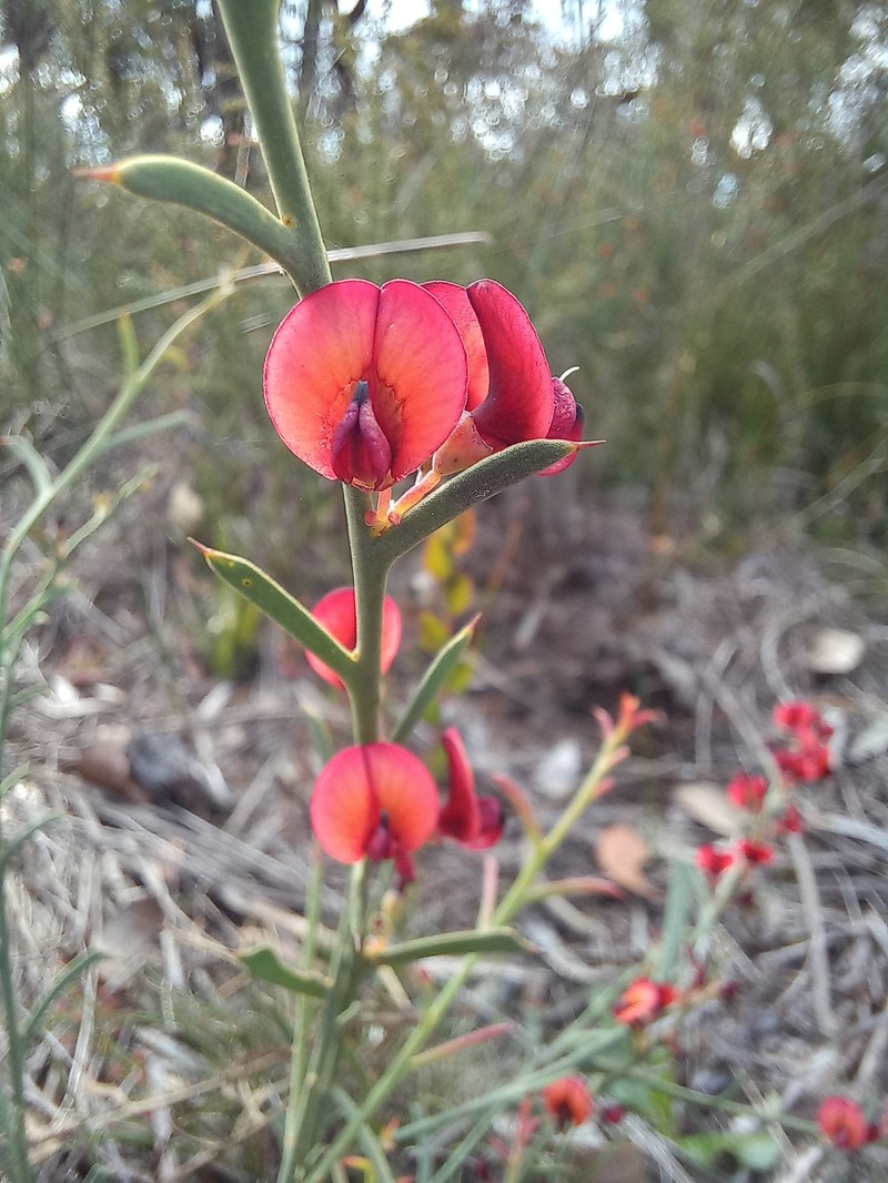 Daviesia incrassata subsp. incrassata photo 4