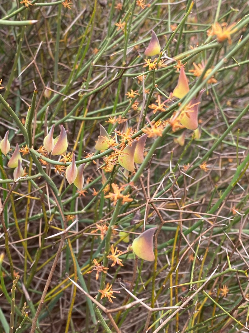 Daviesia intricata subsp. intricata