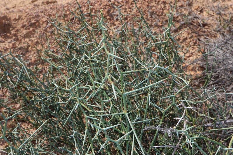 Daviesia intricata subsp. intricata photo 2