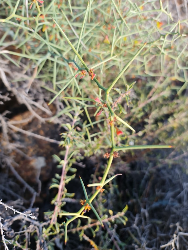 Daviesia intricata subsp. intricata photo 4