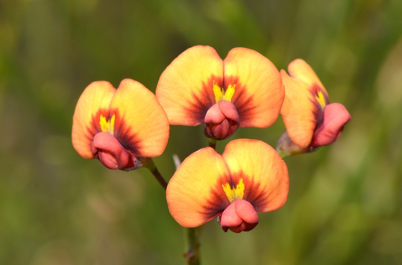 Daviesia localis