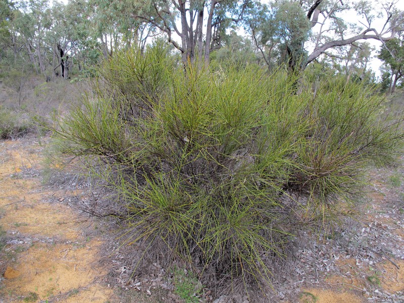 Daviesia localis photo 2