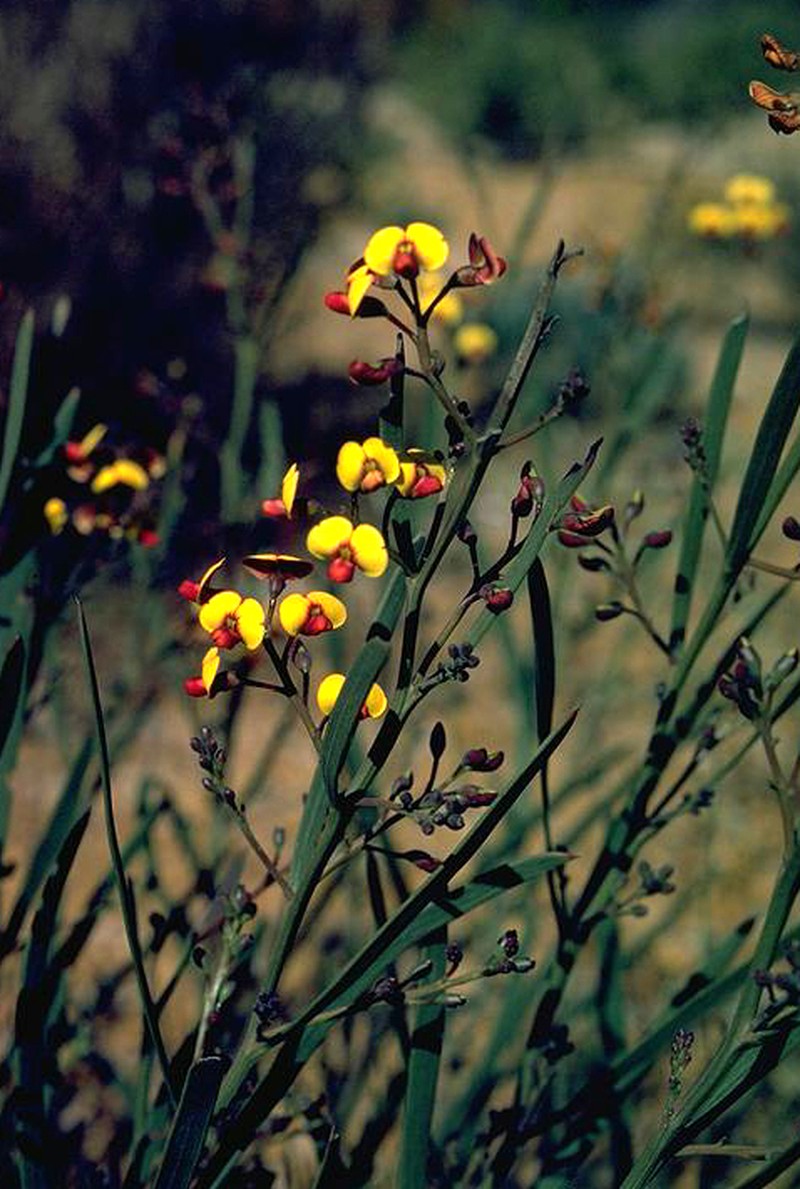 Daviesia longifolia
