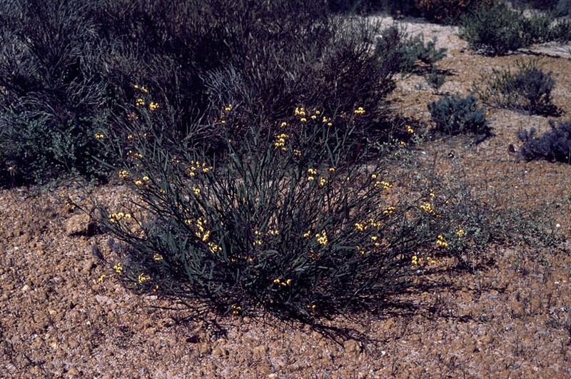 Daviesia longifolia photo 2