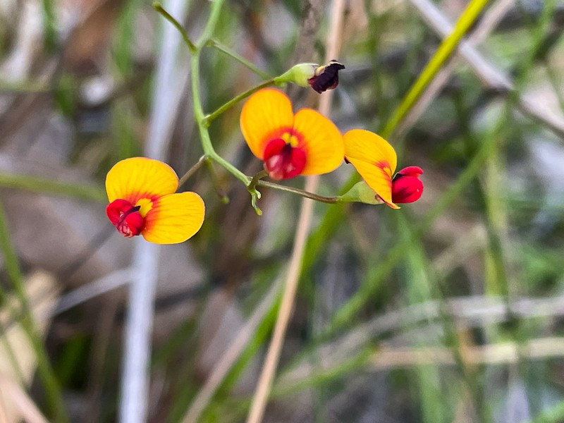 Daviesia longifolia photo 3