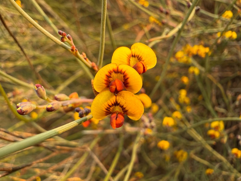 Daviesia longifolia photo 5