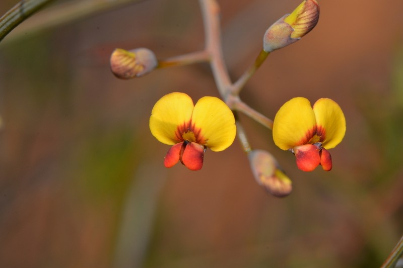 Daviesia longifolia photo 6