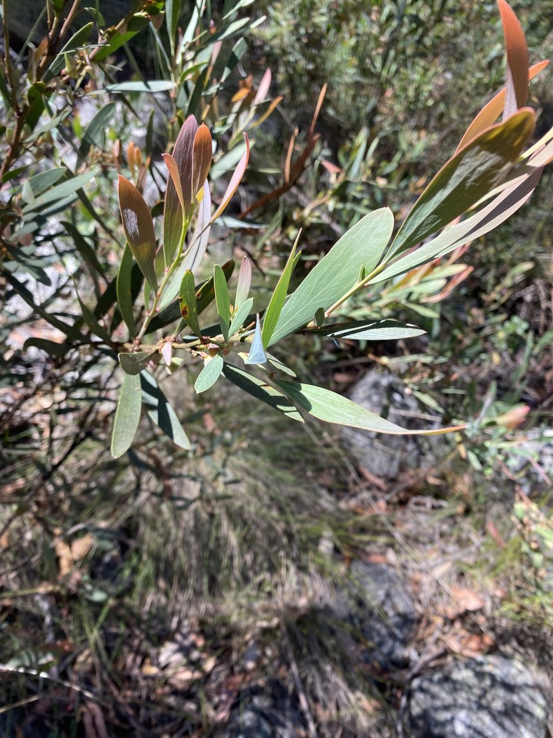 Daviesia mimosoides subsp. mimosoides