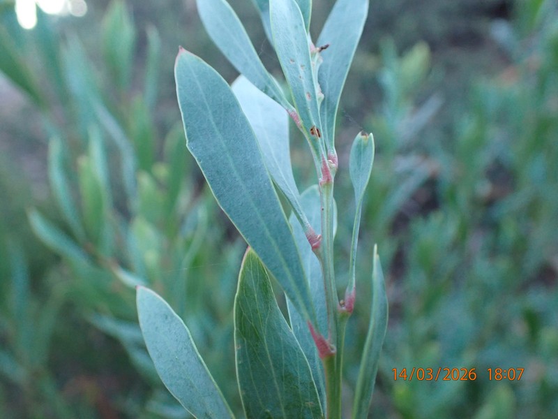 Daviesia mimosoides subsp. mimosoides photo 2