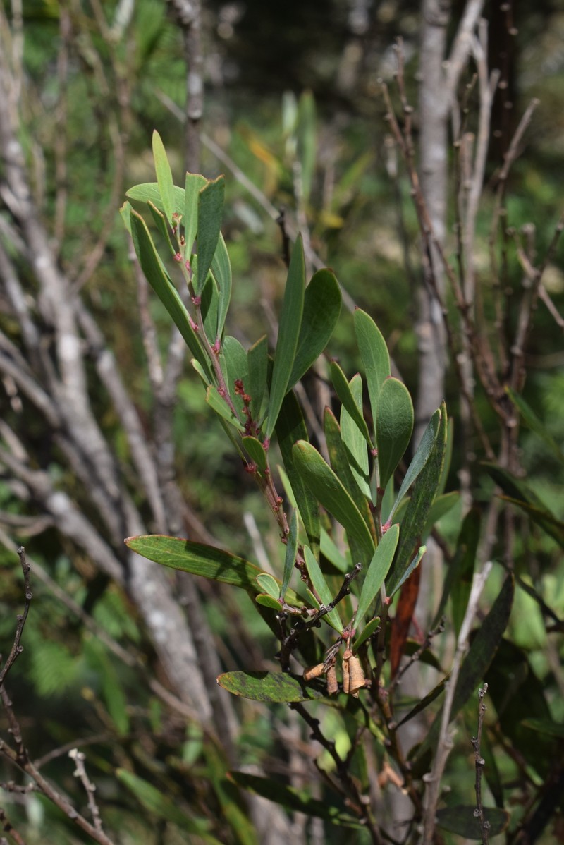 Daviesia mimosoides subsp. mimosoides photo 3