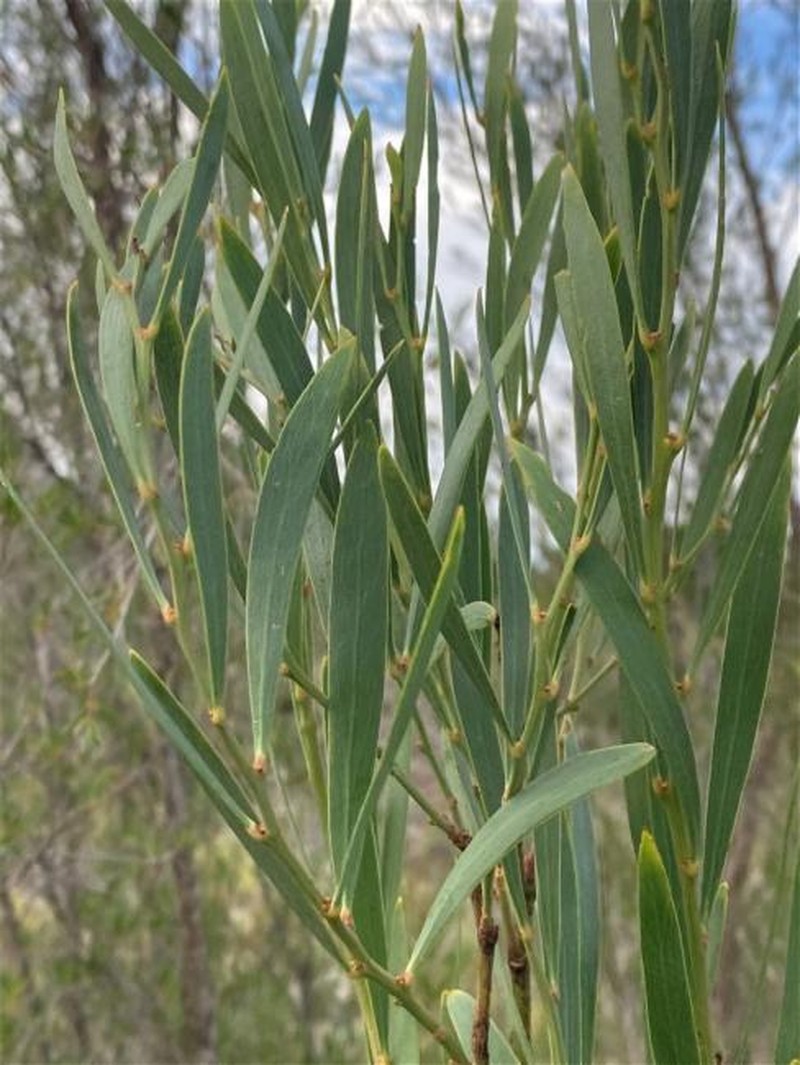 Daviesia mimosoides subsp. mimosoides photo 4