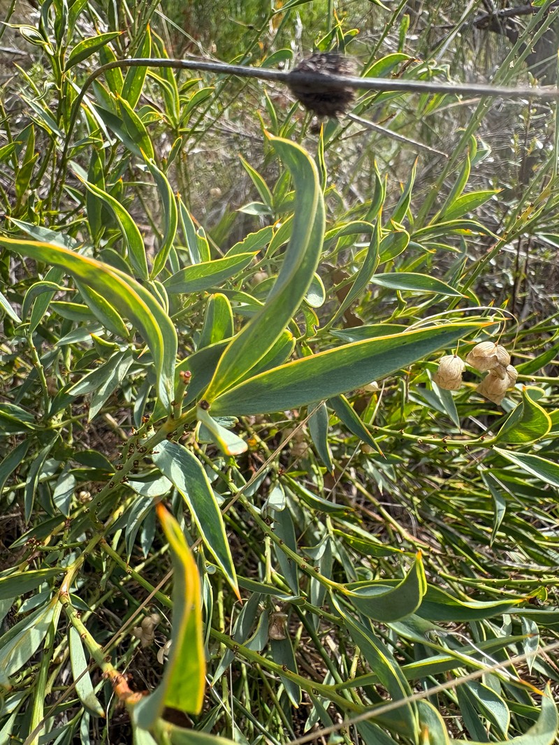 Daviesia nudiflora subsp. nudiflora
