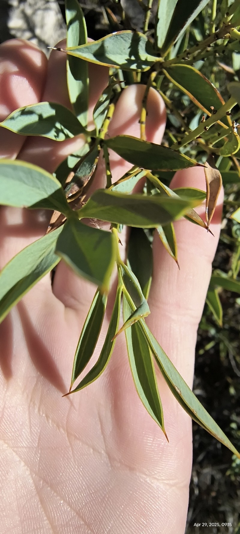 Daviesia nudiflora subsp. nudiflora photo 2