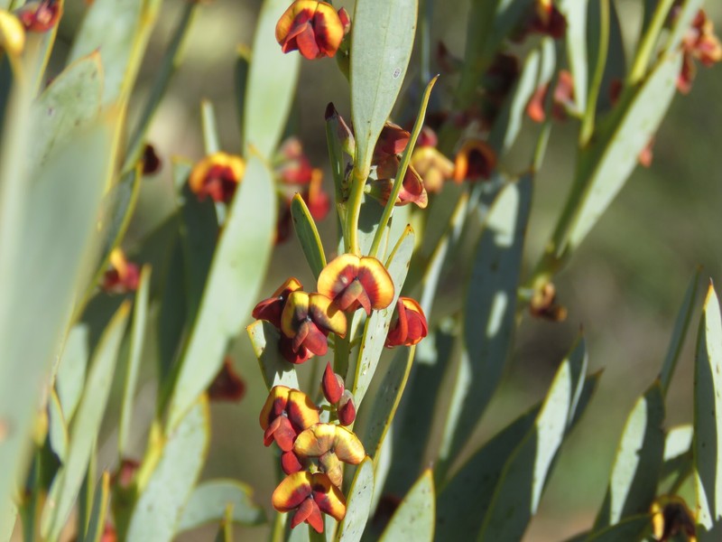 Daviesia nudiflora subsp. nudiflora photo 3