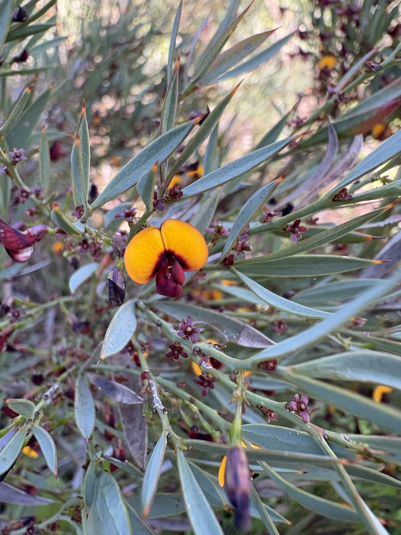 Daviesia nudiflora subsp. nudiflora photo 4