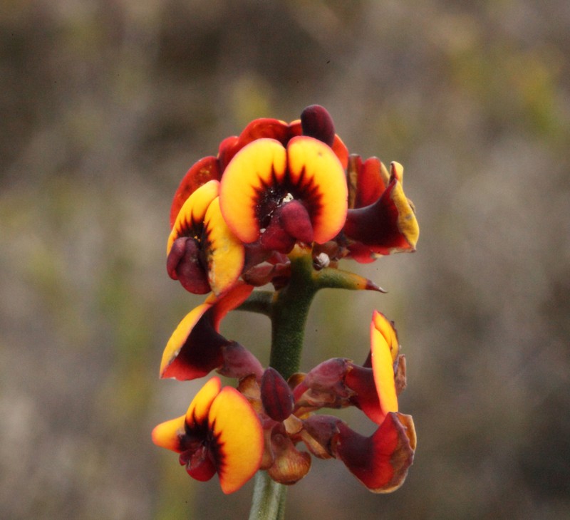 Daviesia sarissa subsp. sarissa