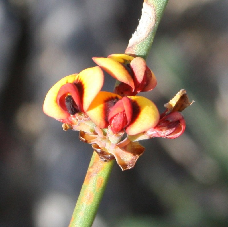 Daviesia sarissa subsp. sarissa photo 2