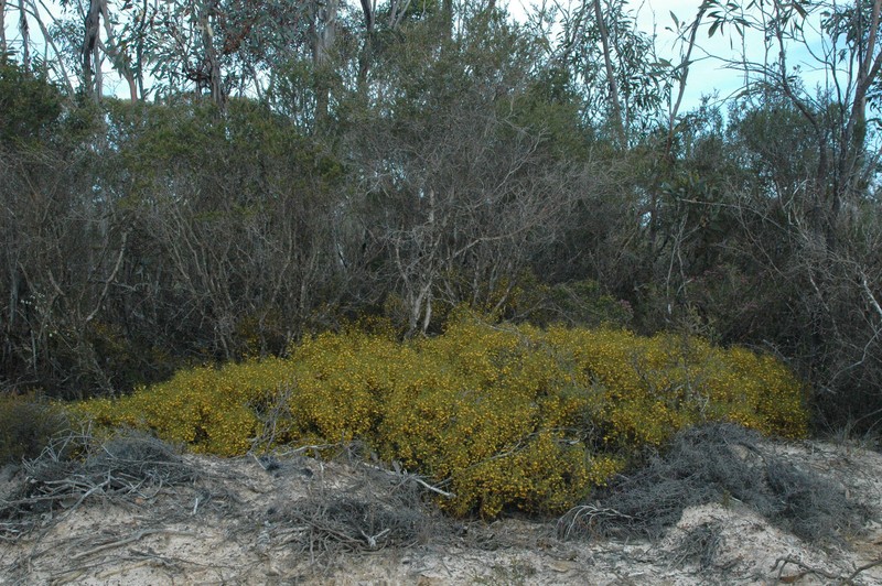 Daviesia scabrella photo 2