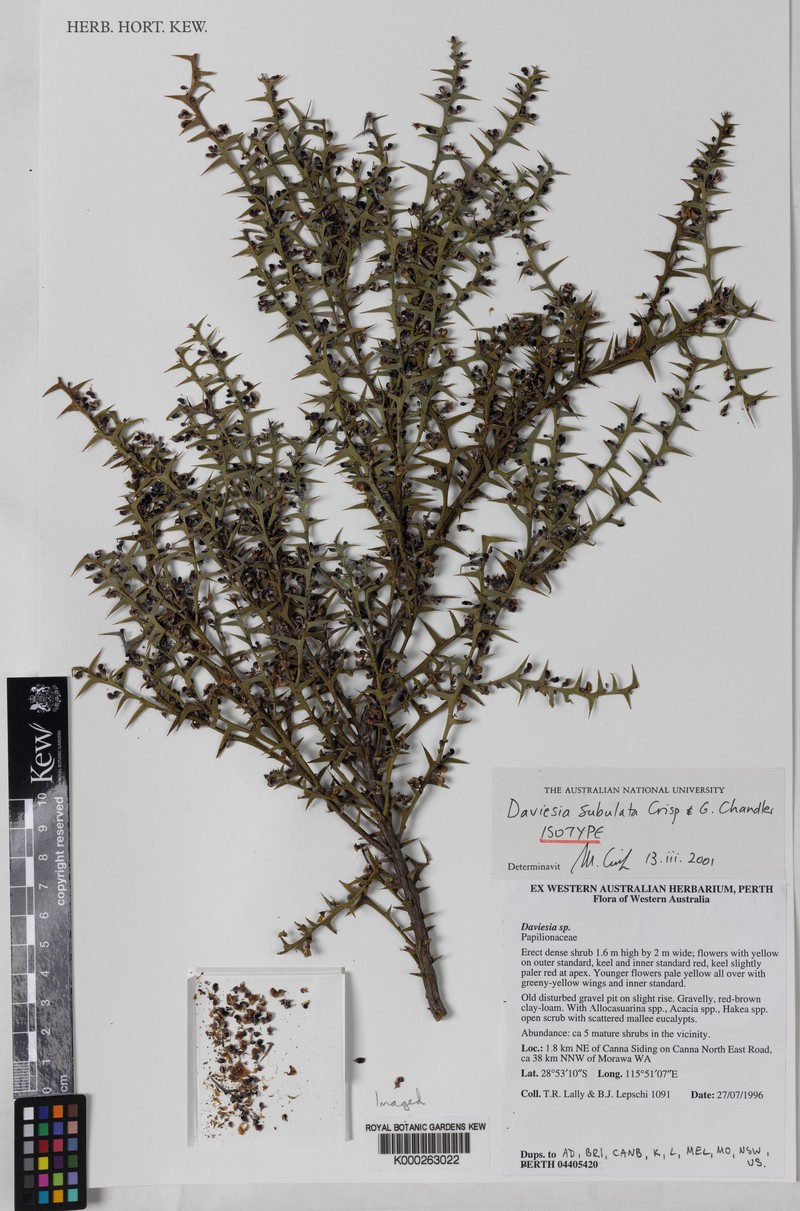 Daviesia subulata