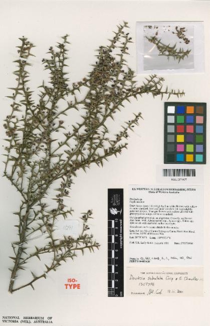 Daviesia subulata photo 2