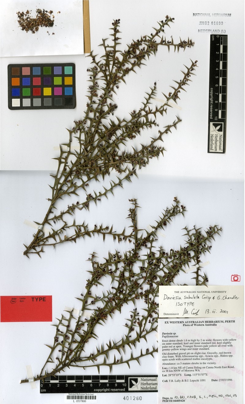 Daviesia subulata photo 3