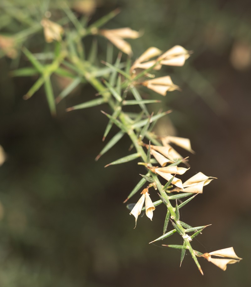 Daviesia ulicifolia subsp. ulicifolia