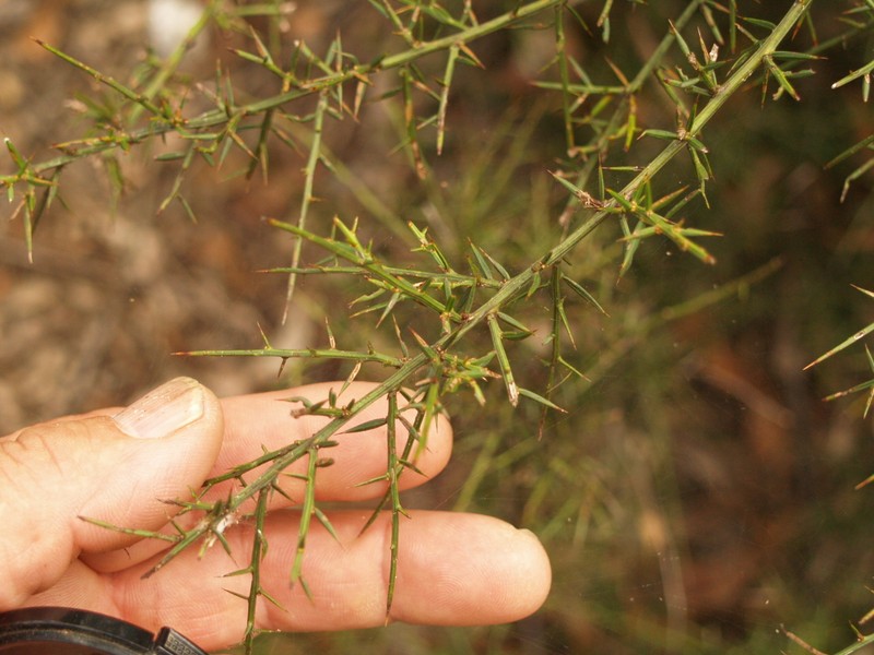 Daviesia ulicifolia subsp. ulicifolia photo 2