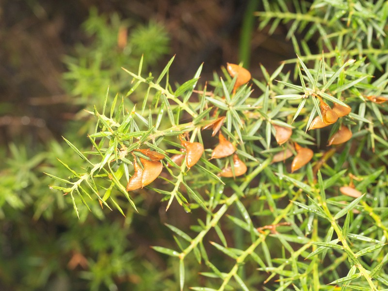 Daviesia ulicifolia subsp. ulicifolia photo 3